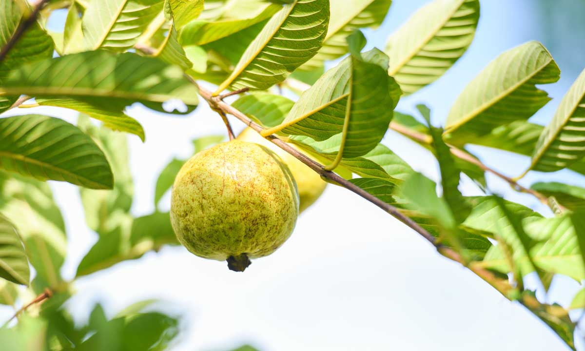 Guava Leaves For Rapid Hair Growth: Benefits And Importance