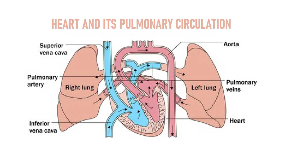 Know About Your Heart And Its Pulmonary Circulation !