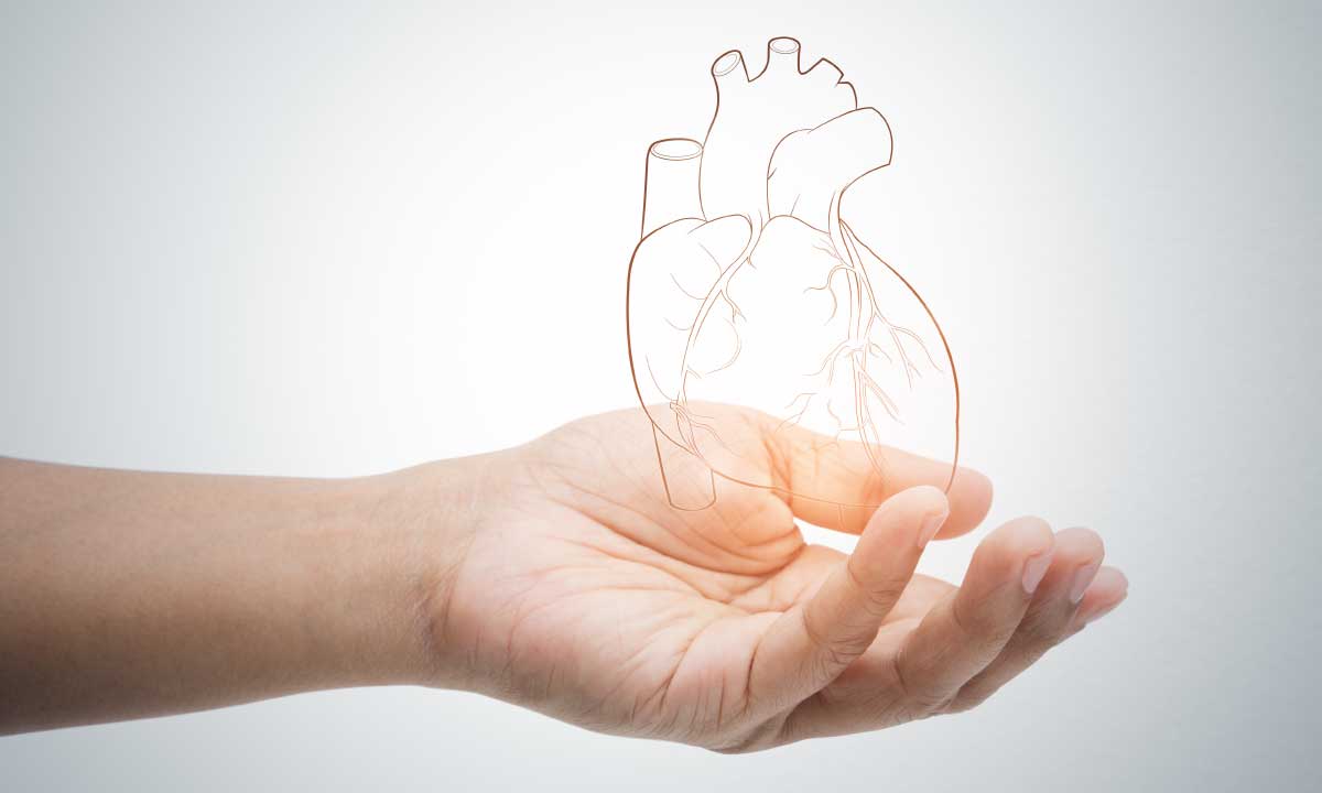 Heart : Anatomy And Complete Features About It !