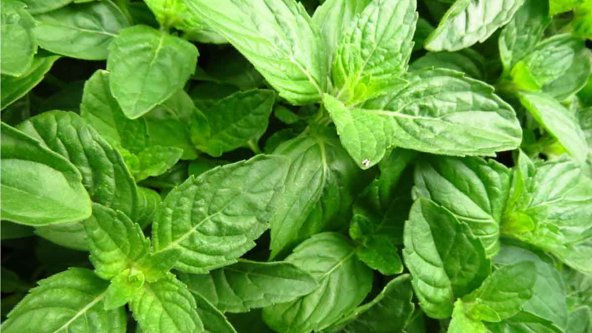 Tulsi Leaf (holy basil)  For Cold And Cough: Importance And Benefits !