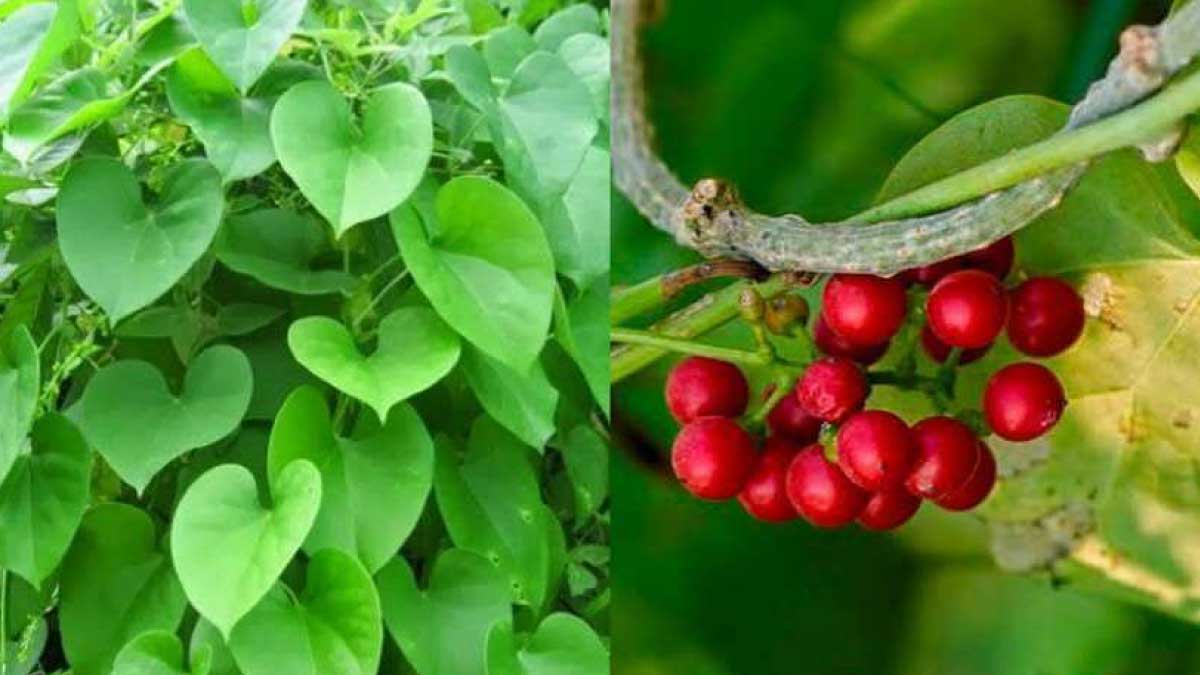 giloy juice amazon, what is giloy juice, giloy tulsi juice, giloy juice